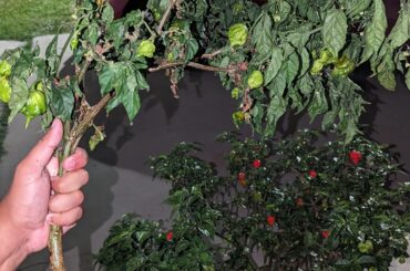 My Carolina Reaper plant lost a huge branch today