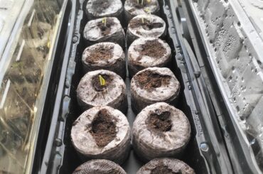 Meanwhile, in Australia...