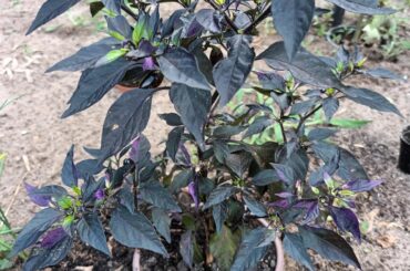 Please any one knows the name of this chili