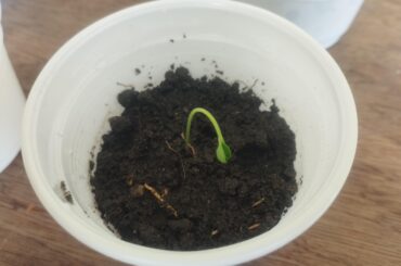 Carolina reaper seedling
