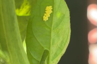 I think these are ladybug eggs!?
