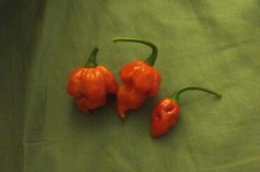 The only way I can get anything hot in my bed anymore...