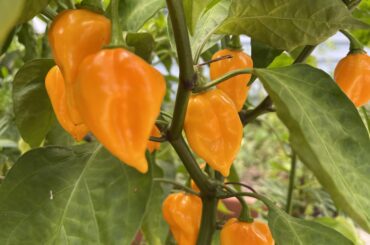 Evil peppers of hotness