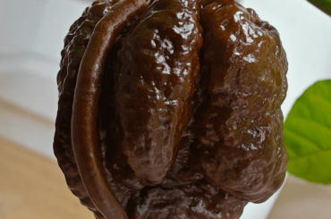 My first mutant pepper