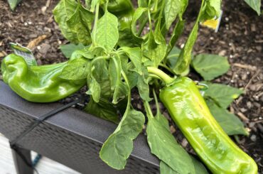 Ehat happened to my baby!?