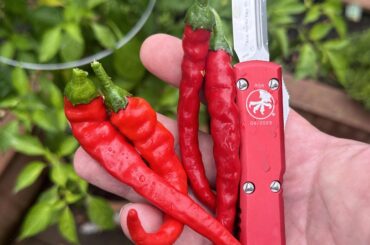 what can i make with chili de arbol?