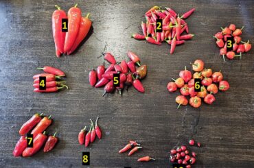 Biggest 1 day harvest yet, but will definitely not be my biggest by the end of the season (list in description)