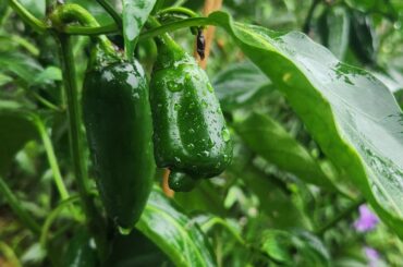 I do believe I have a habapeno