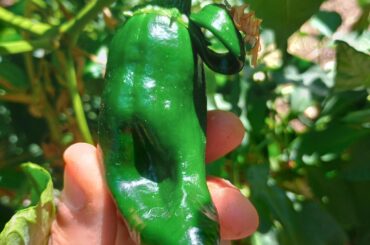 Odd poblano
