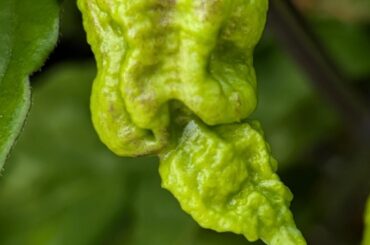 What's going on with my unripe Reapers? Parts of them are turning brown