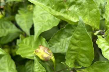 Reapers and ghosts look weird