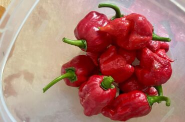 Kicked off a batch of Trinidad Scorpion sauce, 21 day ferment