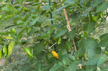 Finally! Sugar drop lemon