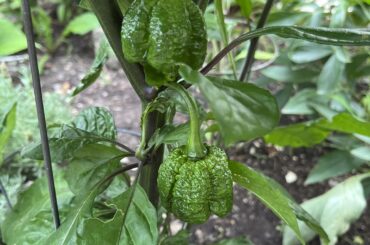 Carolina Reapers and Sopripions peppers.