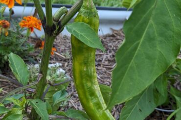 Does anyone know what's up with my Big Jim green chiles?