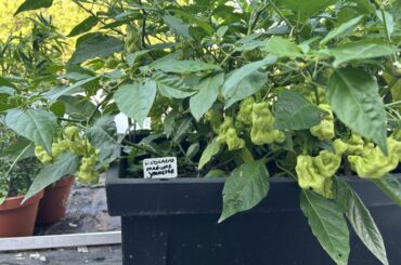 ID pepper they may be ripe