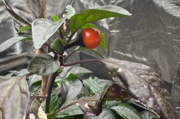 Mystery plant is solved! It’s a cherry bomb pepper plant!
