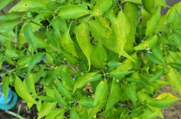 Why are my leaves yellowing and getting brown spots?