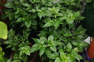 These bad boys were started bit late and I don't think I'll get full production out of them but need advice