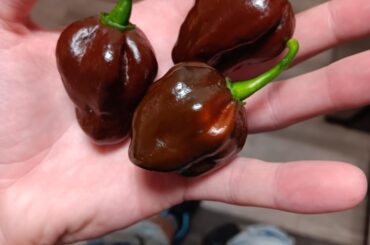 Chocolate Habaneros