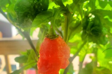 Reaper looking yummy