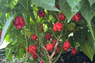 Scorpions giving a lot this year