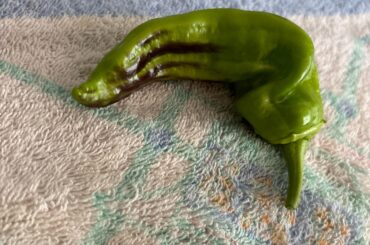 Why this black stain?