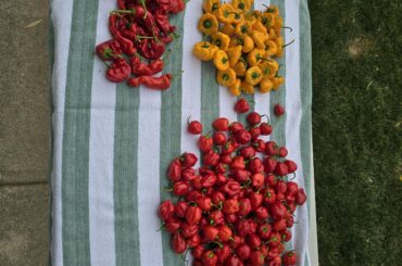 Boom -- just harvested these babies