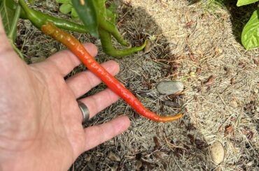 Hangjiao 3 Solar Flare???