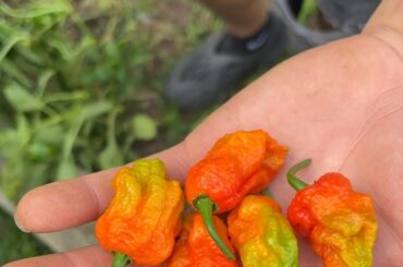 What can I do with these?