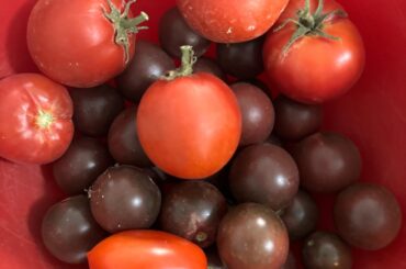 Canning their salsa?