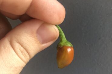 My first ever pepper (banana)