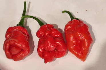 Possible to ID? They are supposed to be Death Dragon peppers.