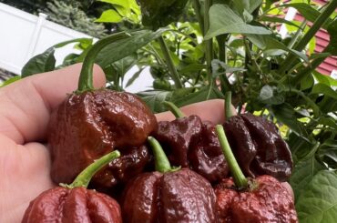 Chocolate Reapers finally ripening
