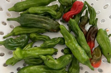 Shishito Peppers Haul from the Garden