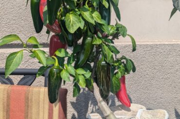 Some pictures of my bonchis