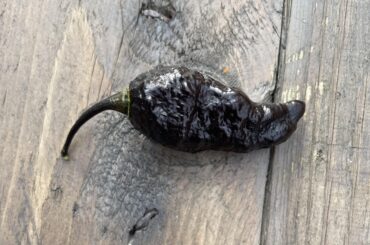 Help me identify this pepper