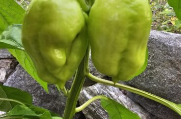 ID Help please. Pale green mystery pepper. From mix of random Super Hots last year