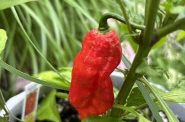 First Ghost ready to go, Reapers getting there