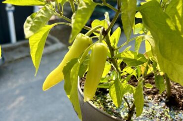 Seed packet said Hot Mix. Can anyone identify these?