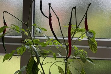 Help! How can I revive my Cayenne?