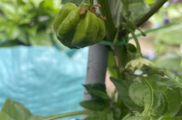 UK growing season update