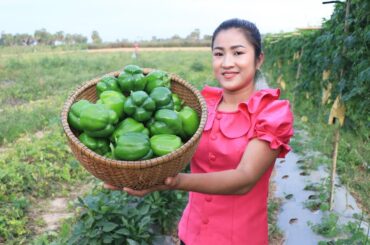 Bell pepper : Harvest bell pepper and cooking - Country chefs