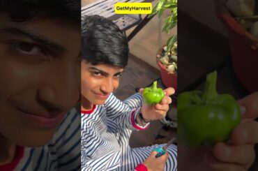 Capsicum Harvest | From Terrace to Table wala lunch #shorts