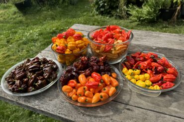 This week’s harvest is 5.5lbs! I’ve harvested a total of 19lbs over the course of 3 weekends