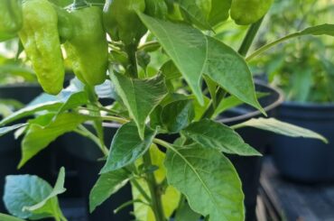 Vicentes Sweet Habanero?