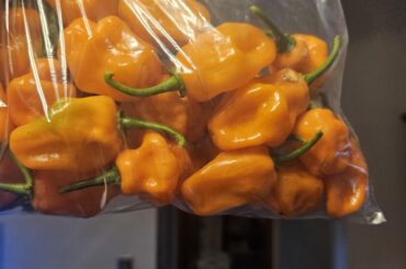 Help identifying peppers. What kind of pepper are these?