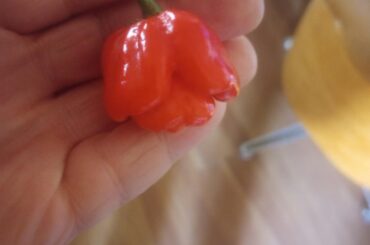My first Trinidad Scorpion. Wow, that little slice lit me up!