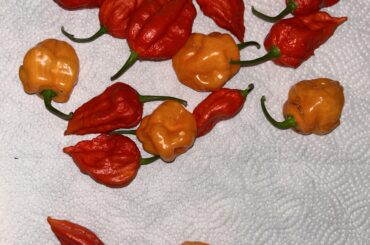 Some freshly picked ghost and habanero.