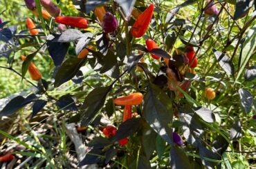 Blue Christmas from Matt’s Peppers. One of the few that the rabbits didn’t eat.